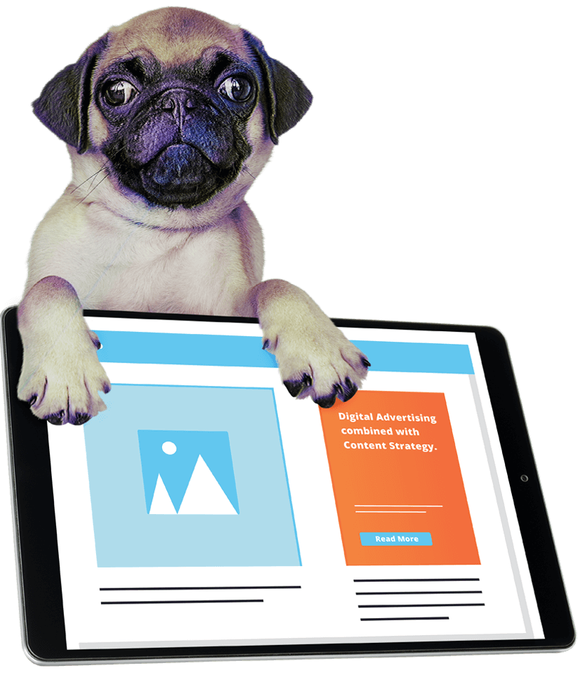 A Dog Looking at a Pay Per Click Advertising Guide created by a digital marketing agency