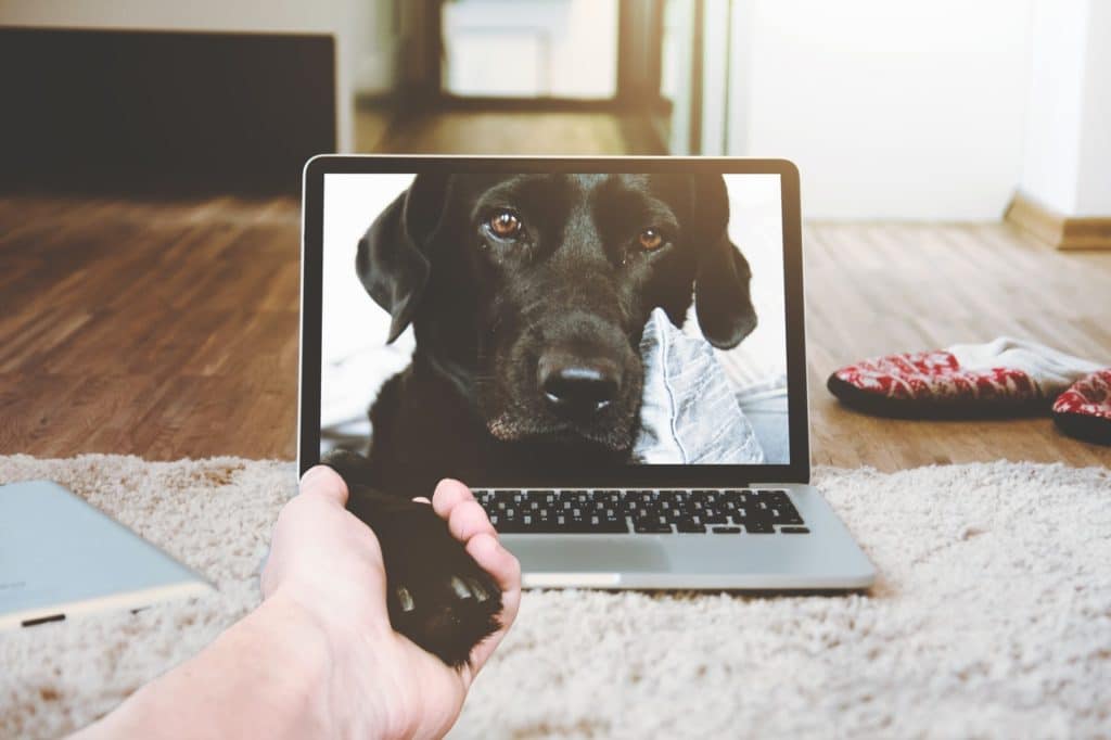 dog handshake laptop